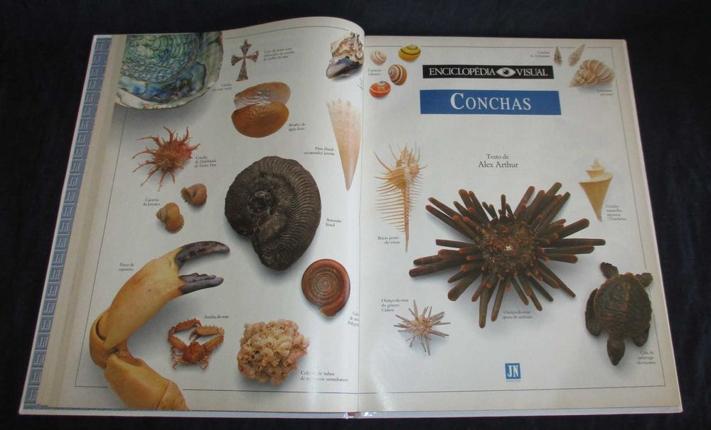 Livro Música Conchas O Tempo Enciclopédia Visual