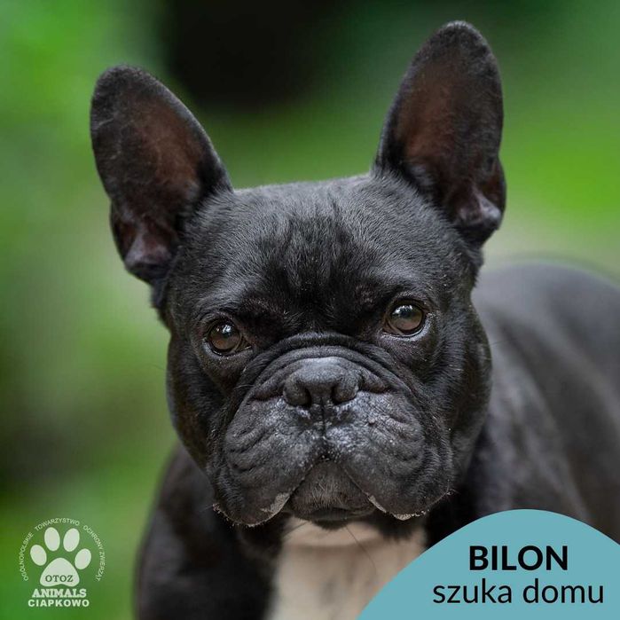 Bilon szuka doświadczonego domu! OTOZ Animals Ciapkowo
