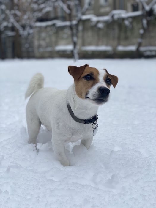 В’язка Джек Рассел тер‘єр