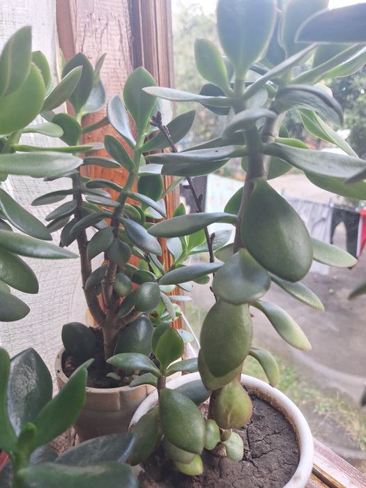 Красула, товстянка,  грошове дерево