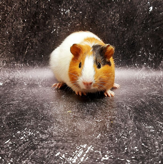 Морские свинки,клетки,корма,аксессуары