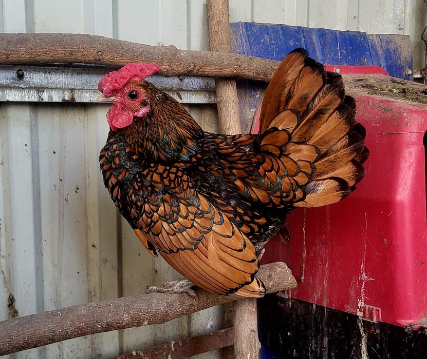 Півники сібрайти