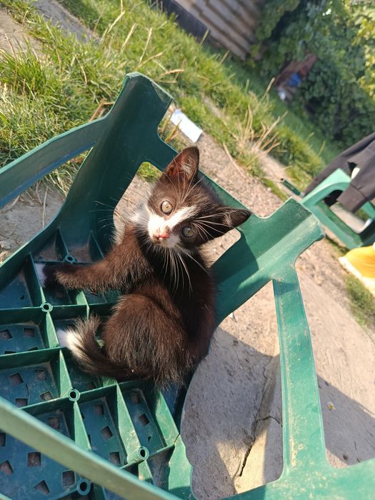 котики у добрі руки