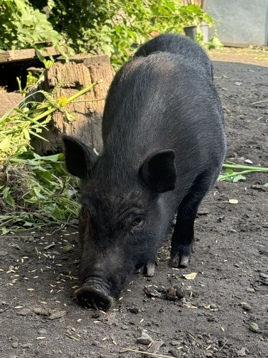 вєтнамські свині