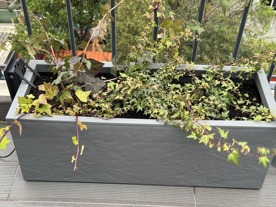 Dois vasos Amazon exterior