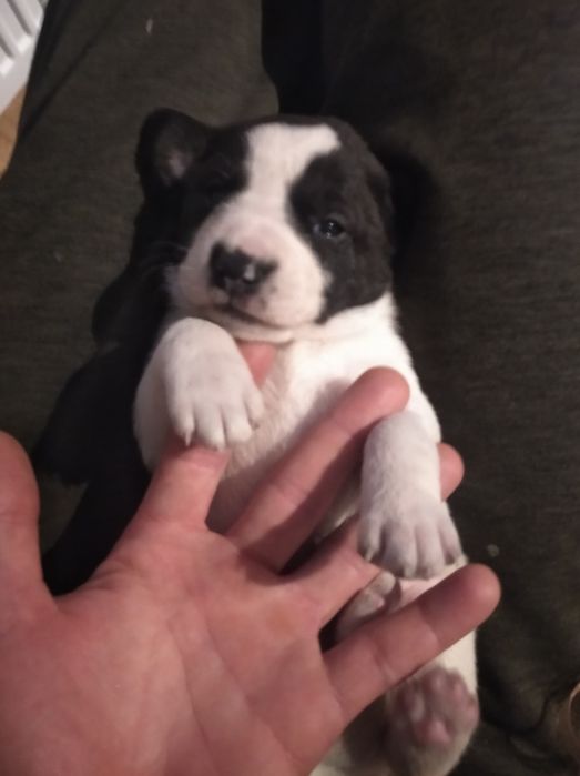 Oddam mix shitzu szczeniaki miniaturki