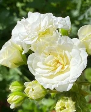 YUV Amaretti pelargonia