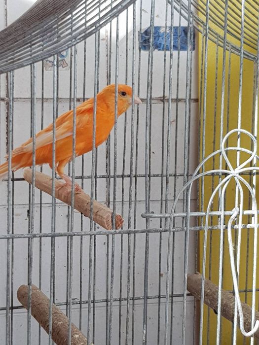 Клітки для канарейки.