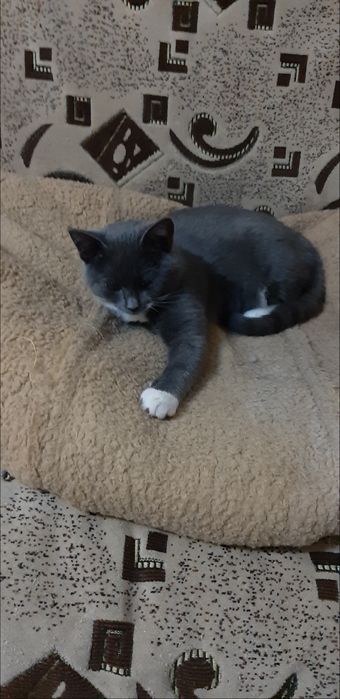 Ищу дом для маленькой кошечки Муси!!