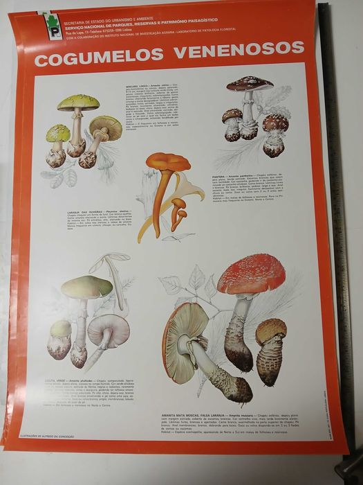 cartazes/posters animais e plantas