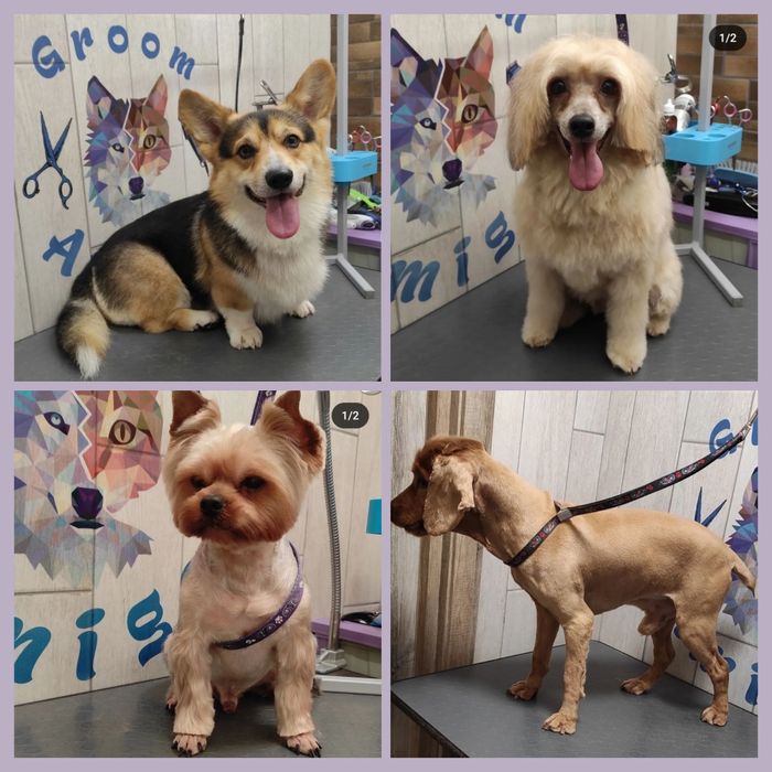 Груминг Грумінг стрижка собак, стрижка котов, кошек, вычесывание