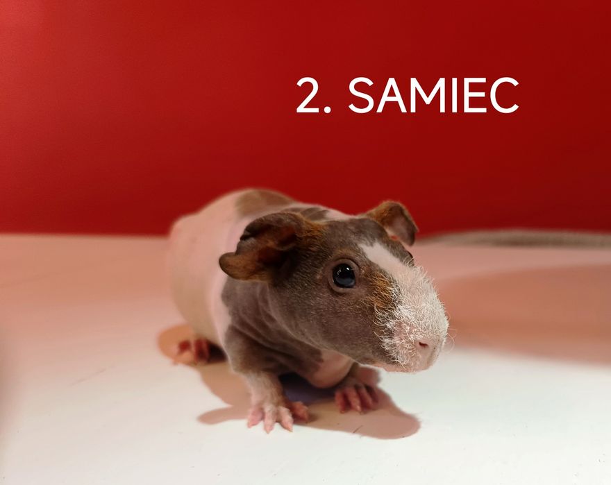 Świnki morskie skinny- SAMIEC