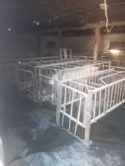 Клітки для свиней