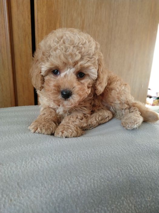 ГоМальчик мальтипушка