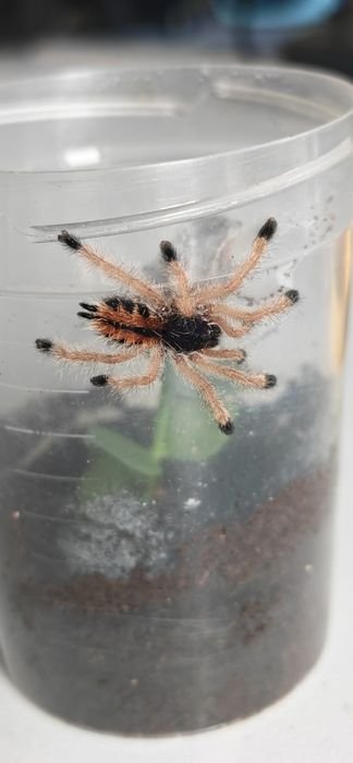Avicularia avicularia ptasznik nadrzewny L3