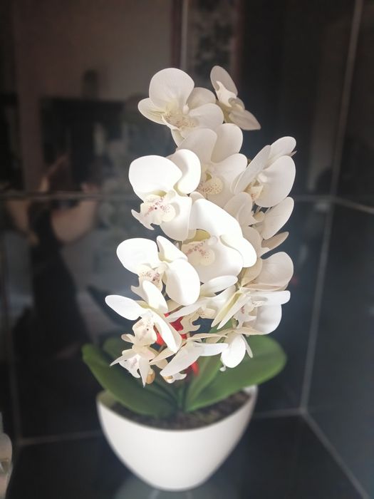 Storczyk biały kwiat