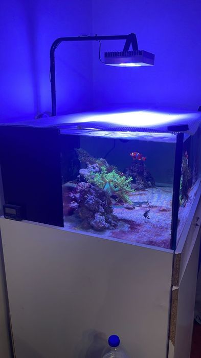 Aquário água salgada completo