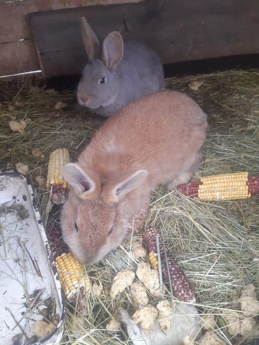 Кролі різного віку