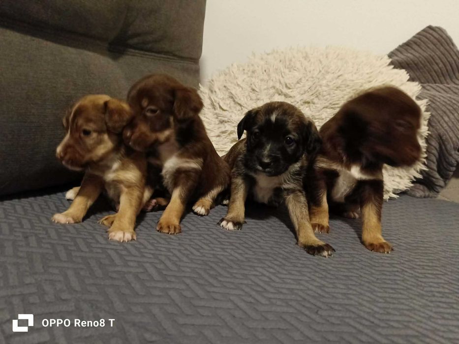 oddam szczeniaki w dobre ręce  7 szt