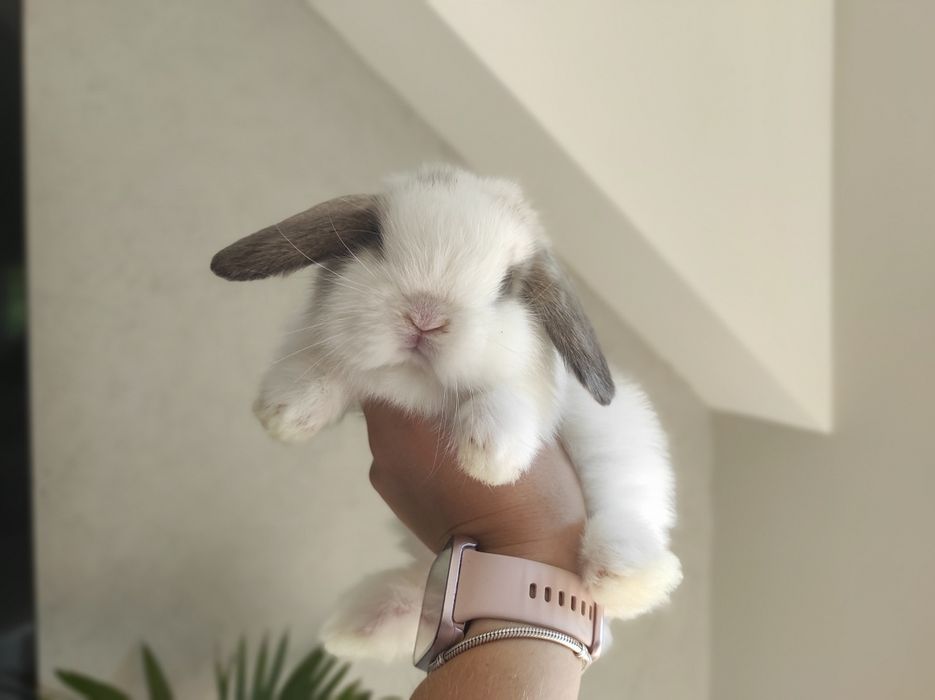 Mini Lop Czystej Rasy Malutkie Króliczki z WYPRAWKĄ