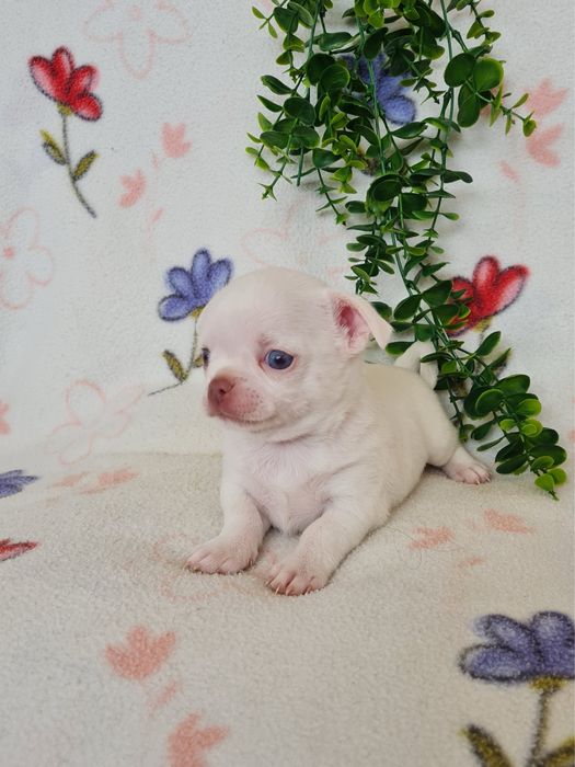 Excecional menino mini Chihuahua/Chiuaua,Qualidade, LinhagemRussa