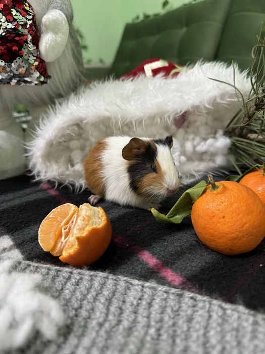 Продаю морські свинки