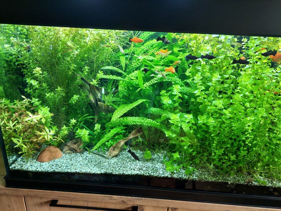 Rośliny z przycinki