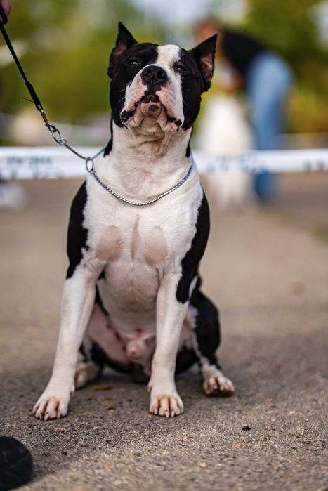 Предлагаю кобеля на вязку