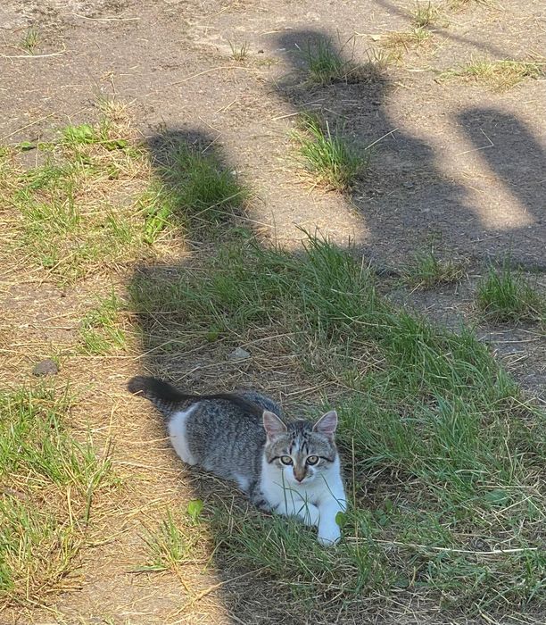 Кішка у добрі руки