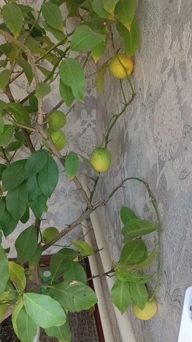 Лимон комнатный плодоносящий