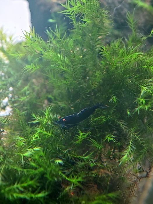Camarão neocaridina olhos laranja