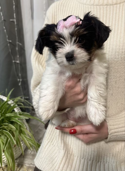 Цуценята бівер-йорк терʼєра — маленьке щастя у ваш дім