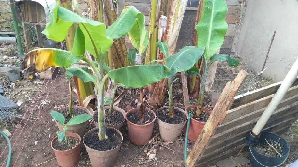 Bananeiras da Madeira e bananas-pão