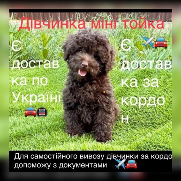 Міні   /Тойчик    шоколадик ! Шикарне маля Той пудель.