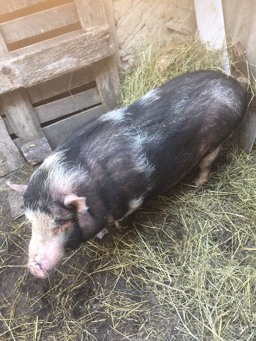 Продаємо корейську поросну свинку
