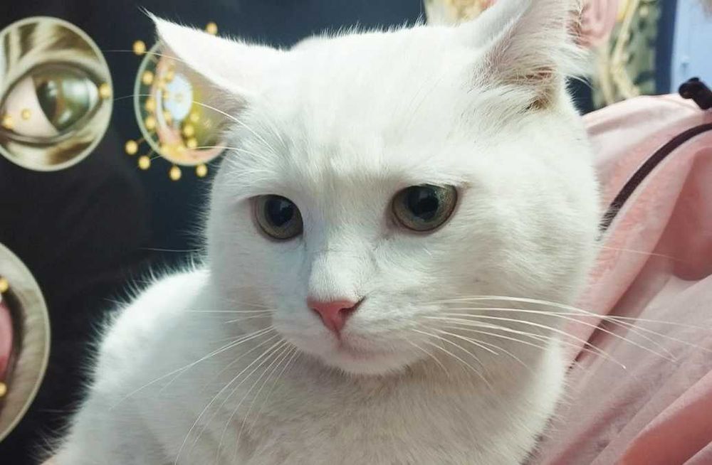 Чудовий котик Сніжок терміново шукає дім, 5 міс, котики, кошеня