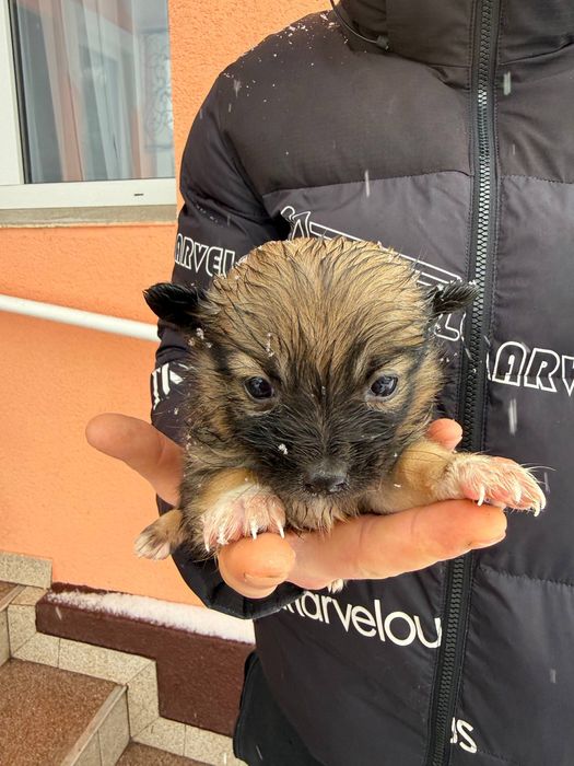 цуценята безкоштовно