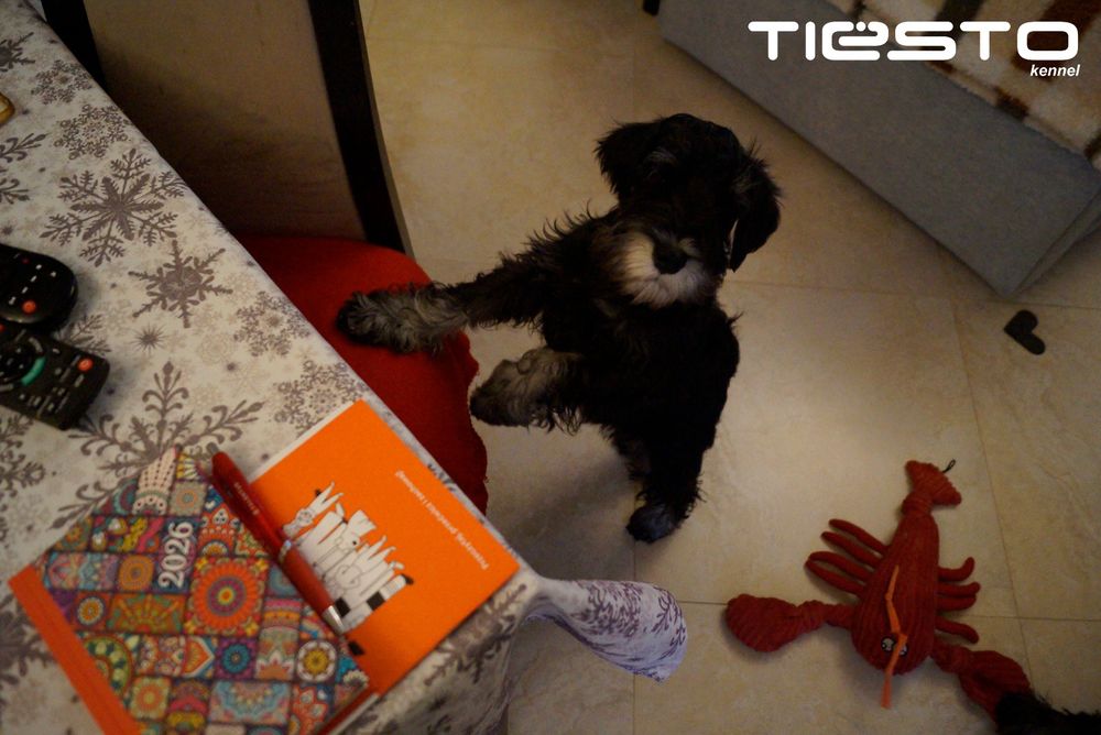 Sznaucer Miniaturowy Czarno-Srebrny ZKwP