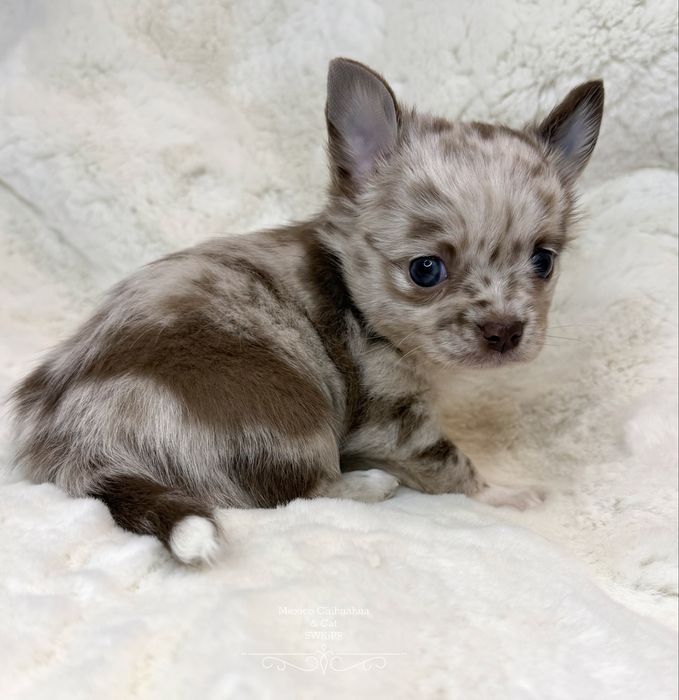Piesek chihuahua merle długowłosy