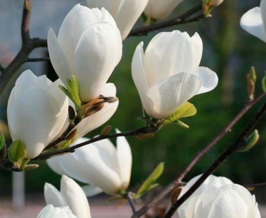 Магнолія Суланжа Джені Сенсація Альба Нігра Дафні Вулкан Енн Рустіка