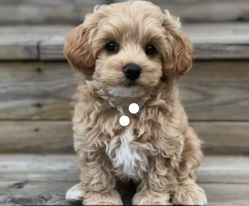 Мальтипу     .  .