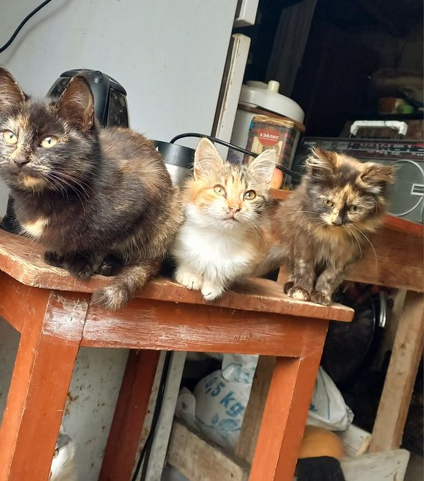 кошенята безкоштовно