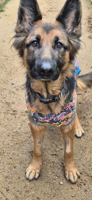 Suczka Około 3 lata