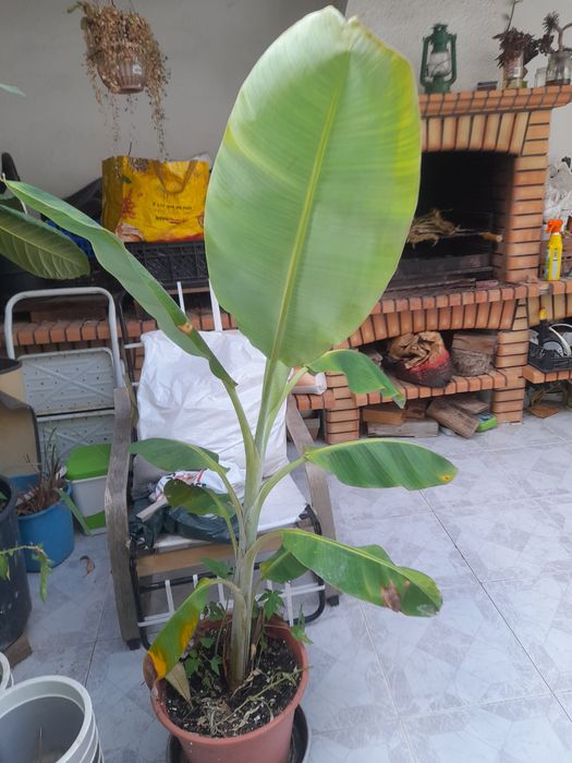 Planta bananeira.