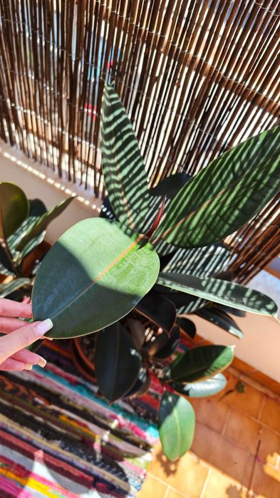 Planta interior
