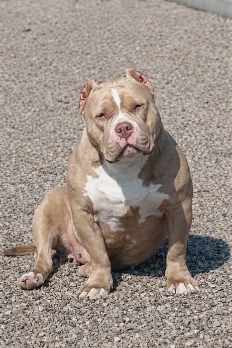 American Bully ABKC