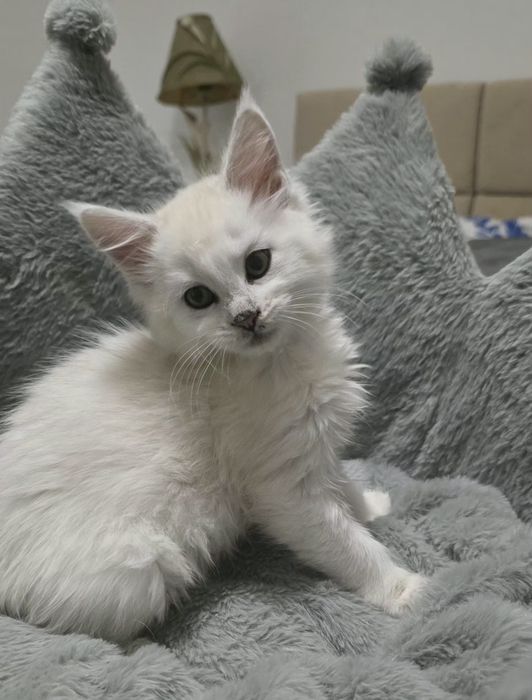 Koteczka mainecoon
