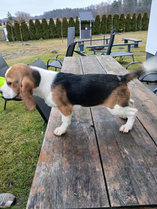 Suczka z rodowodem 3 pokoleniowym