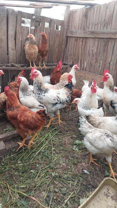 Продам молодих півнів