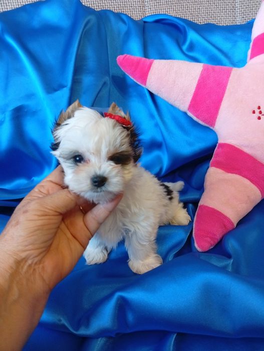Biewer Yorkshire terrier